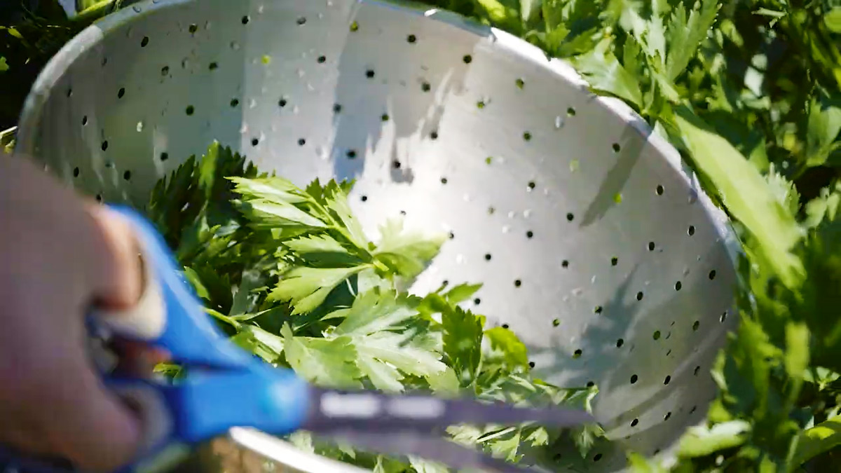 Fresh celery leaves in a colandar.