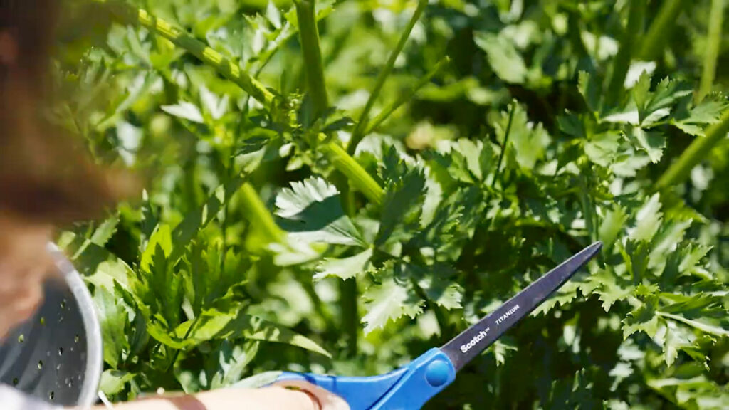 Celery leaves being cut with scissors in the garden.