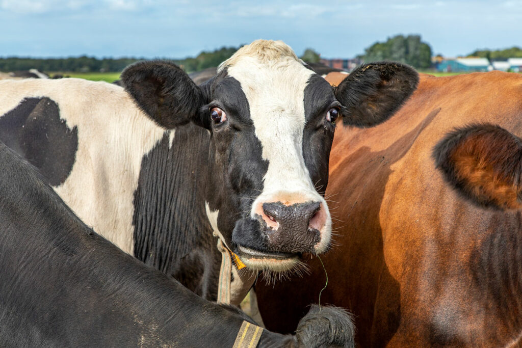 Up close photo of cows.