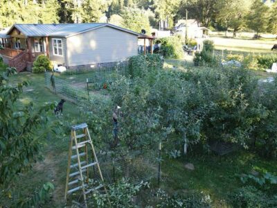 Drone footage of a woman pruning apple trees in an orchard.