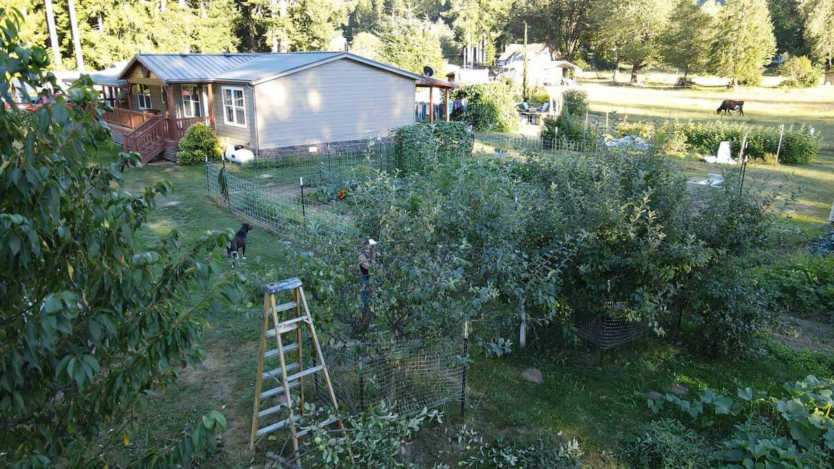 Drone footage of a woman pruning apple trees in an orchard.