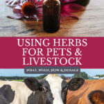 Pinterest pin on using medicinal herbs for pets and livestock. Image of a dairy cow.