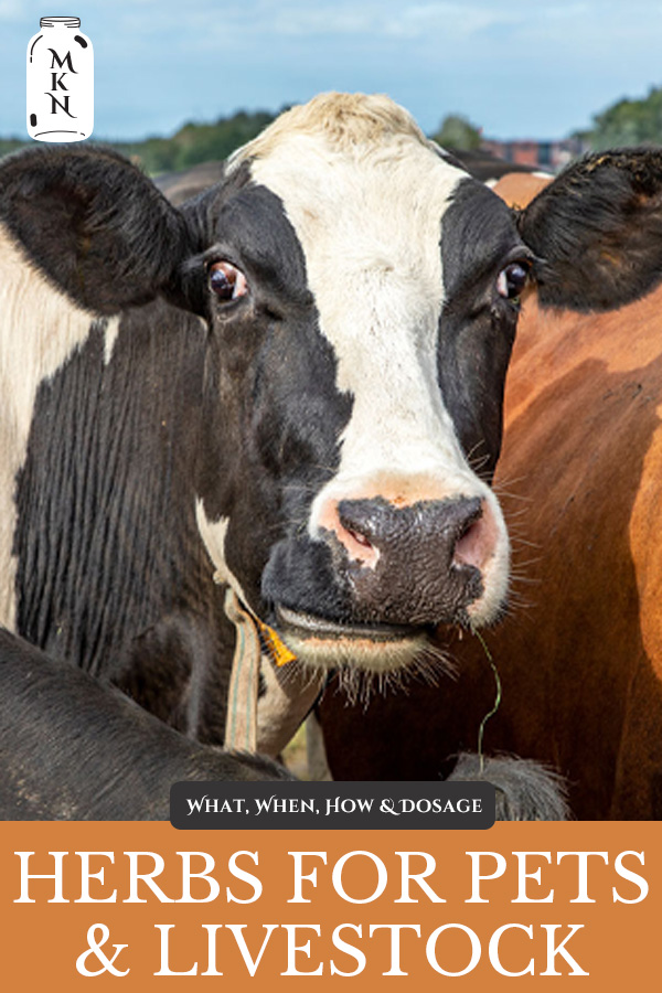 Herbal Remedies for Animals (Pets & Livestock) Melissa K. Norris