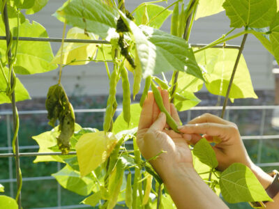 A woman's hands holding a bean pod hanging on a trelis.