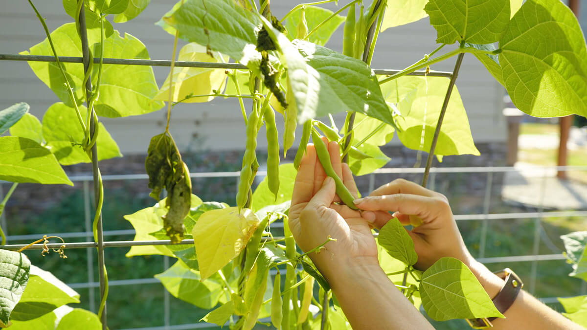 A woman's hands holding a bean pod hanging on a trelis.