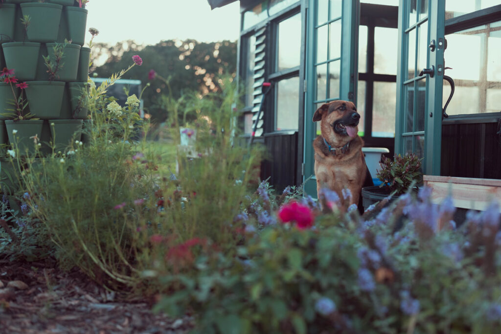 A dog sitting in the garden in front of a window greenhouse.