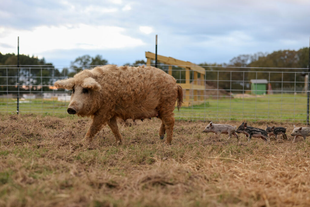 A pig with piglets walking behind her.