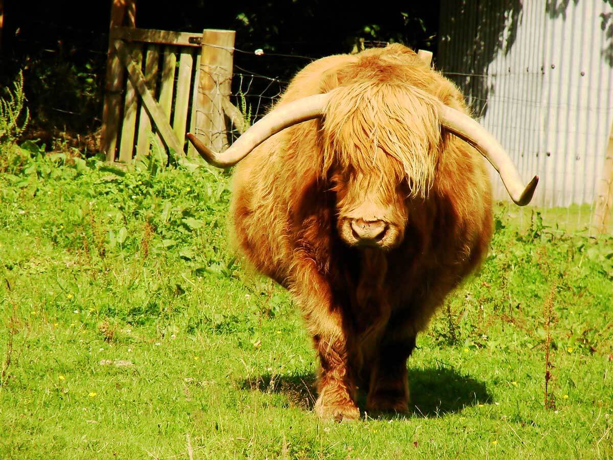 A Scottish Highlander cow in a field.