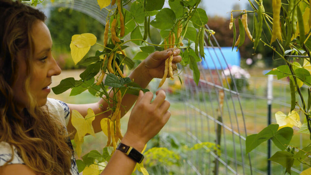 A woman showing dried beans on a vine.