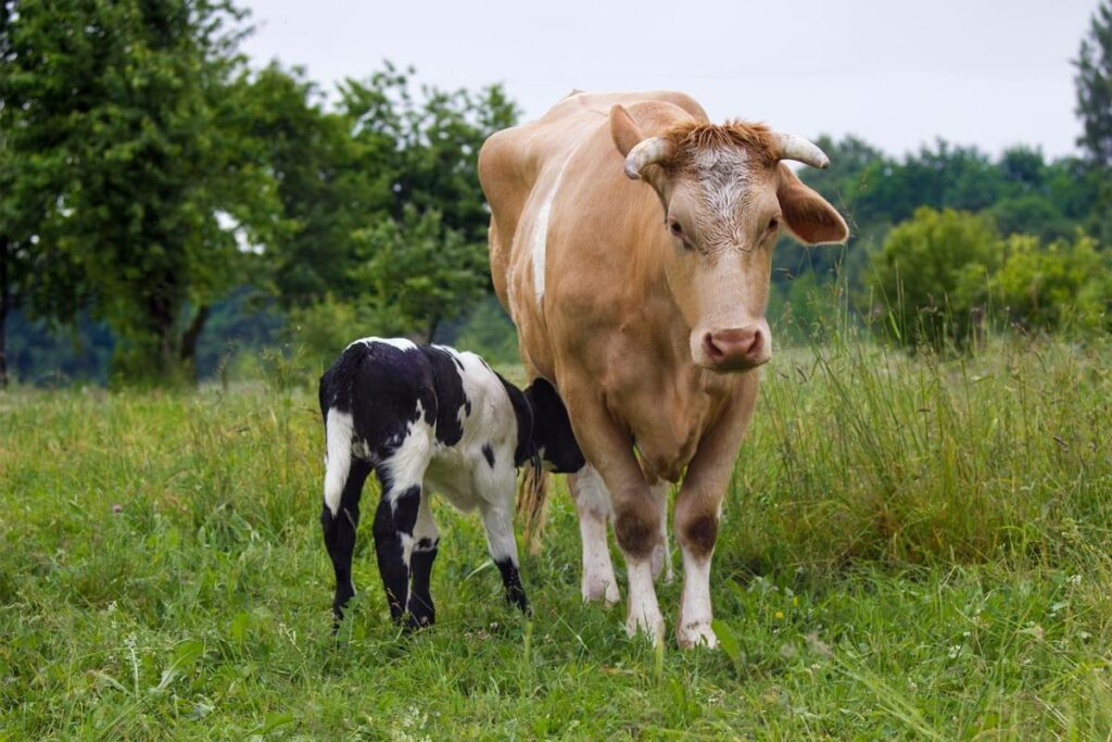 Baby calf nursing from the mama cow.