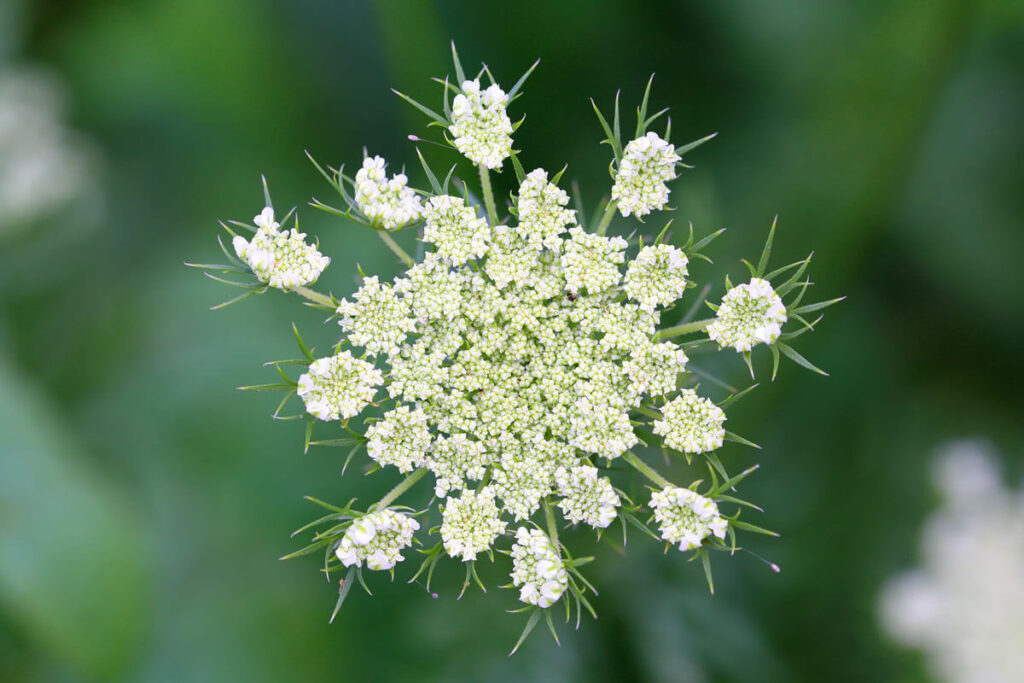 Upclose photo of a carrot flowering.