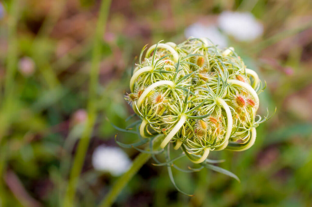 Carrot seeds on a plant head.