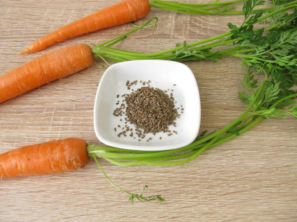 Carrot seeds in a dish with three carrots on a table.