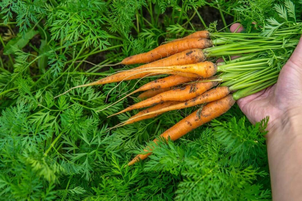 A bunch of harvested carrots in a hand.