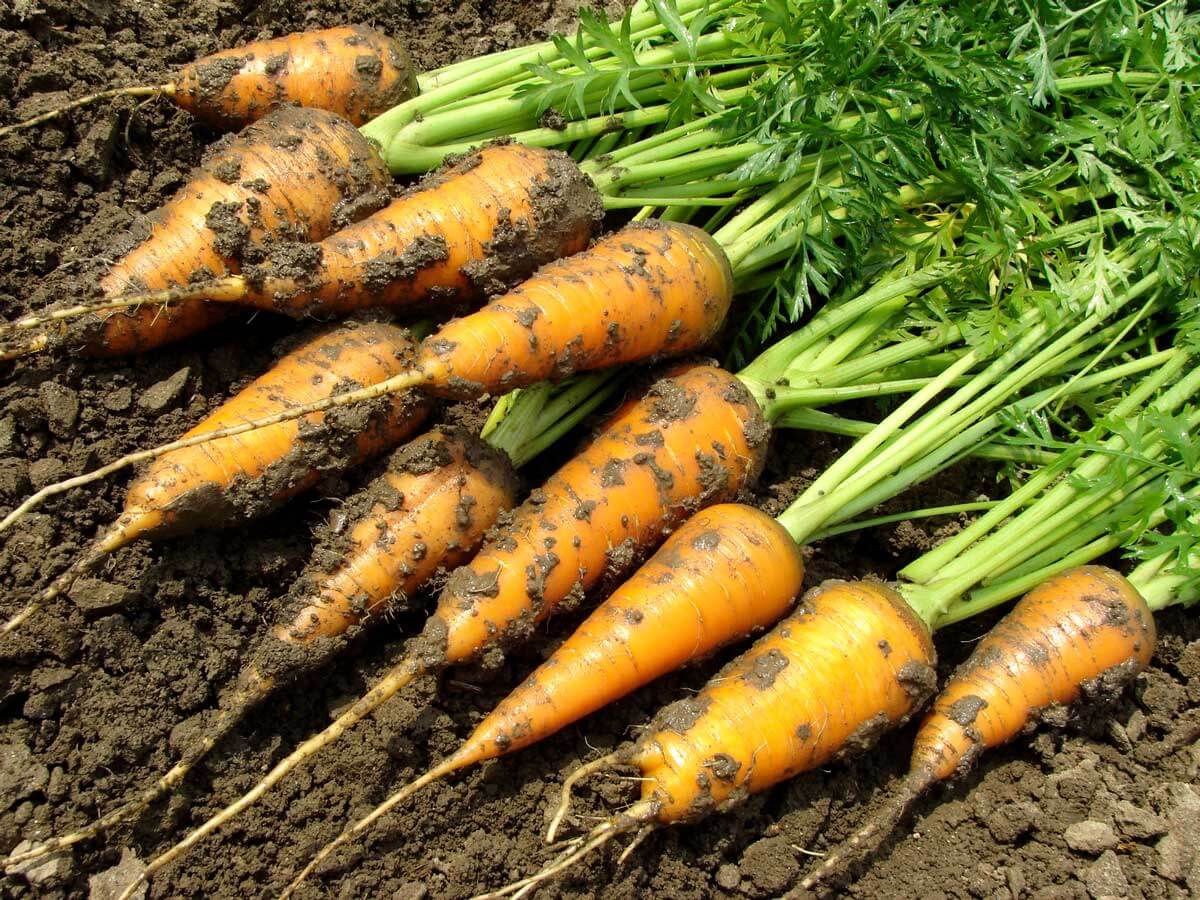 Dirty freshly harvested carrots on the ground.