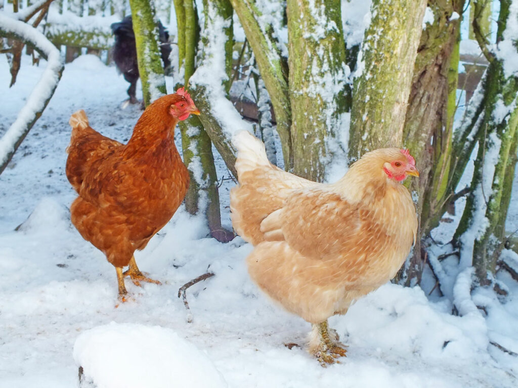 Chickens walking around in the snow.