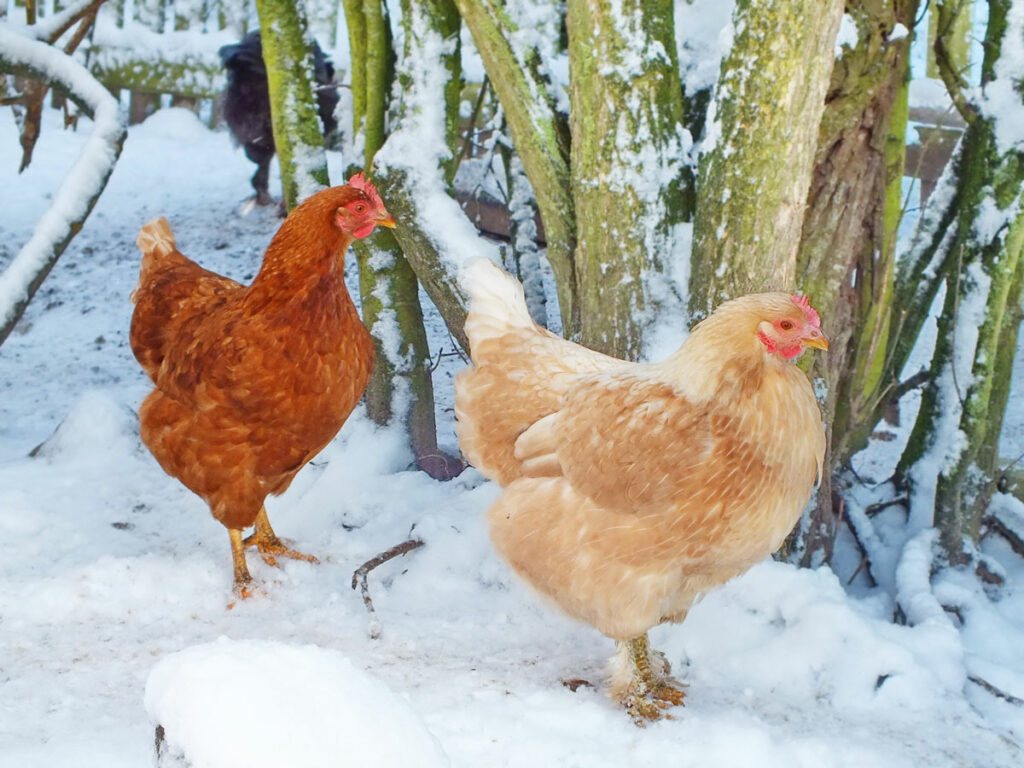 How To Prepare Your Chicken Coop For Winter - Azure Farm