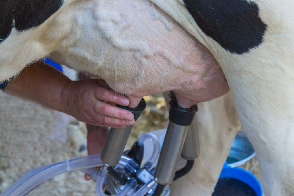 A cow being milked with an electric milk machine.