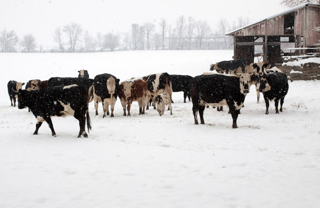 Cows in a snowy field.