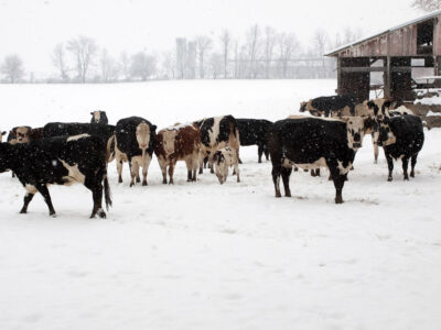 Cows in a snowy field.