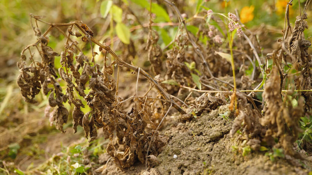 A dead potato plant, ready for harvest.