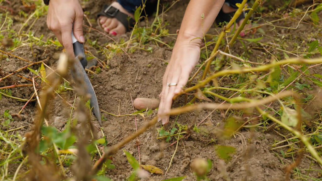 A woman exposing a potato under the soil.