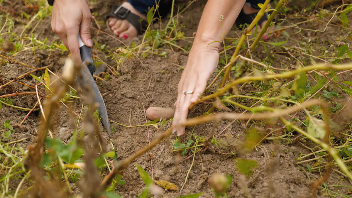 A woman exposing a potato under the soil.