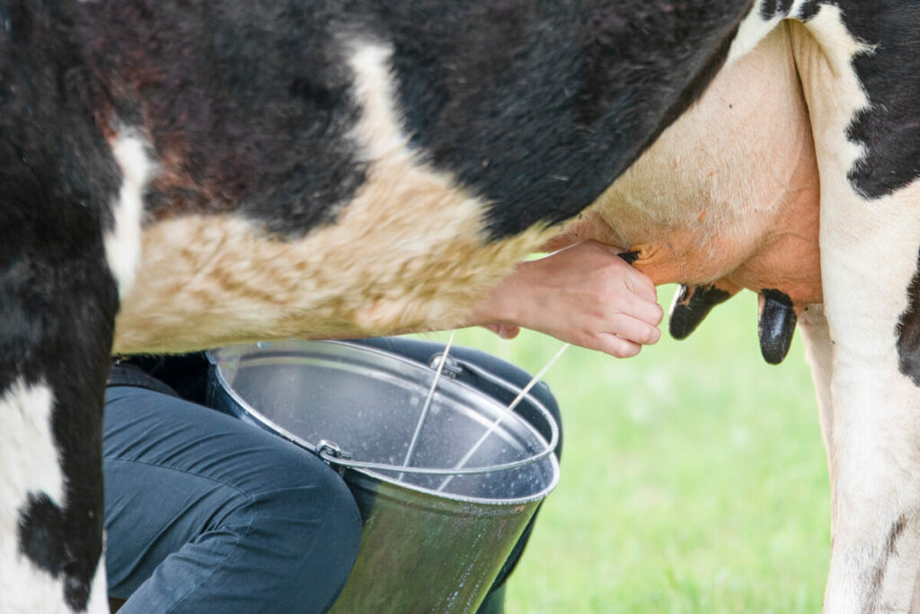 A cow being hand milked into a bucket.