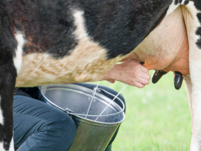 A cow being hand milked into a bucket.