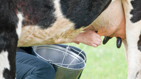 A cow being hand milked into a bucket.