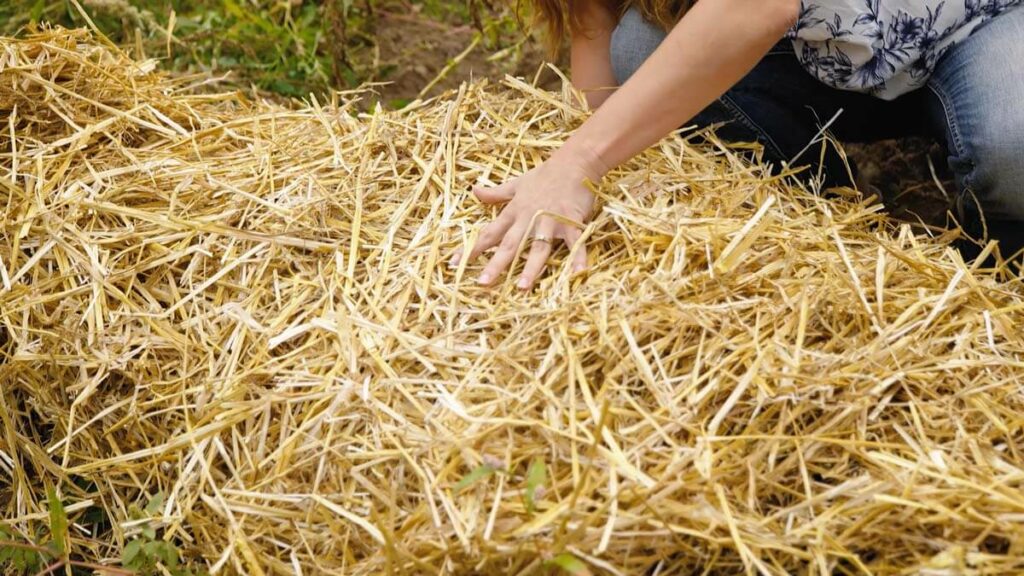 Straw about 4-6 inches thick over a bed of potatoes.