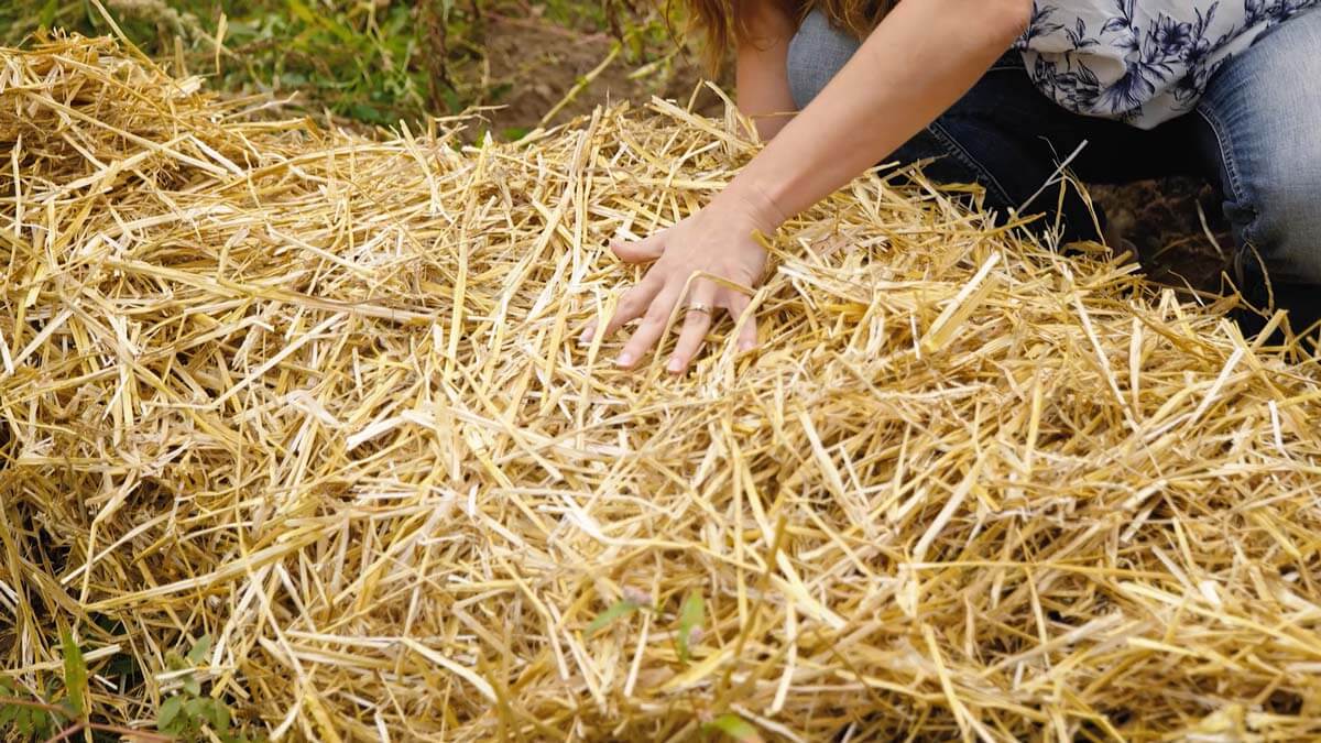 Straw about 4-6 inches thick over a bed of potatoes.