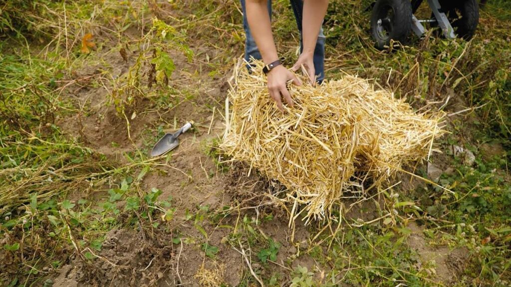 A woman covering a row of potatoes in straw.