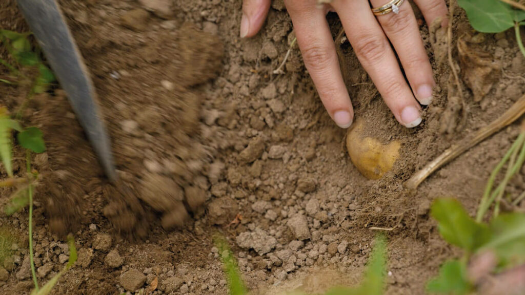 A potato being dug up from the ground.