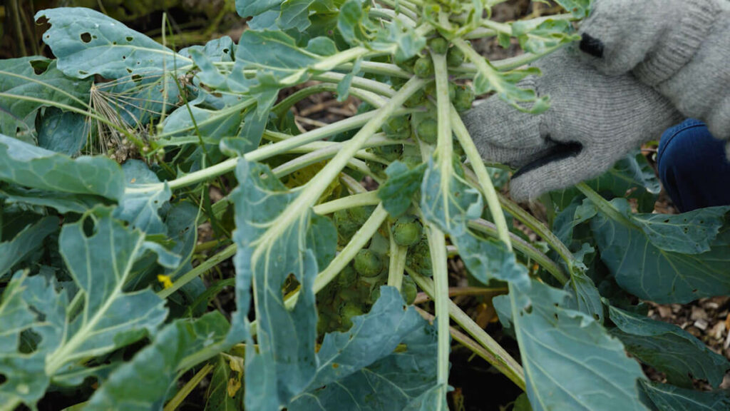 Brussels sprouts growing in the garden.