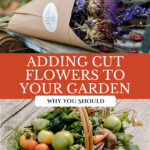 Pinterest pin for how to grow cut flowers. Images of flowers.