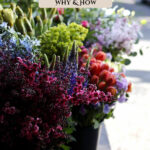 Pinterest pin for how to grow cut flowers. Images of flowers.