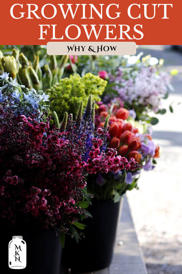 Growing Cut Flowers for Business or Pleasure Melissa K. Norris