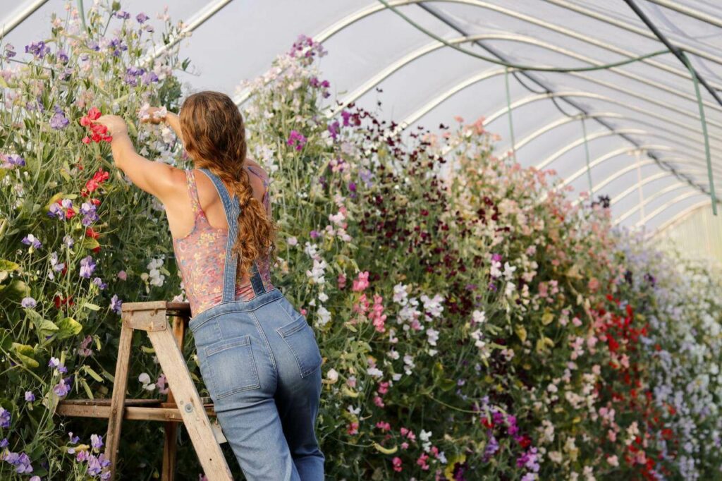 A woman climbing a ladder to cut flowers in a greenhouse.