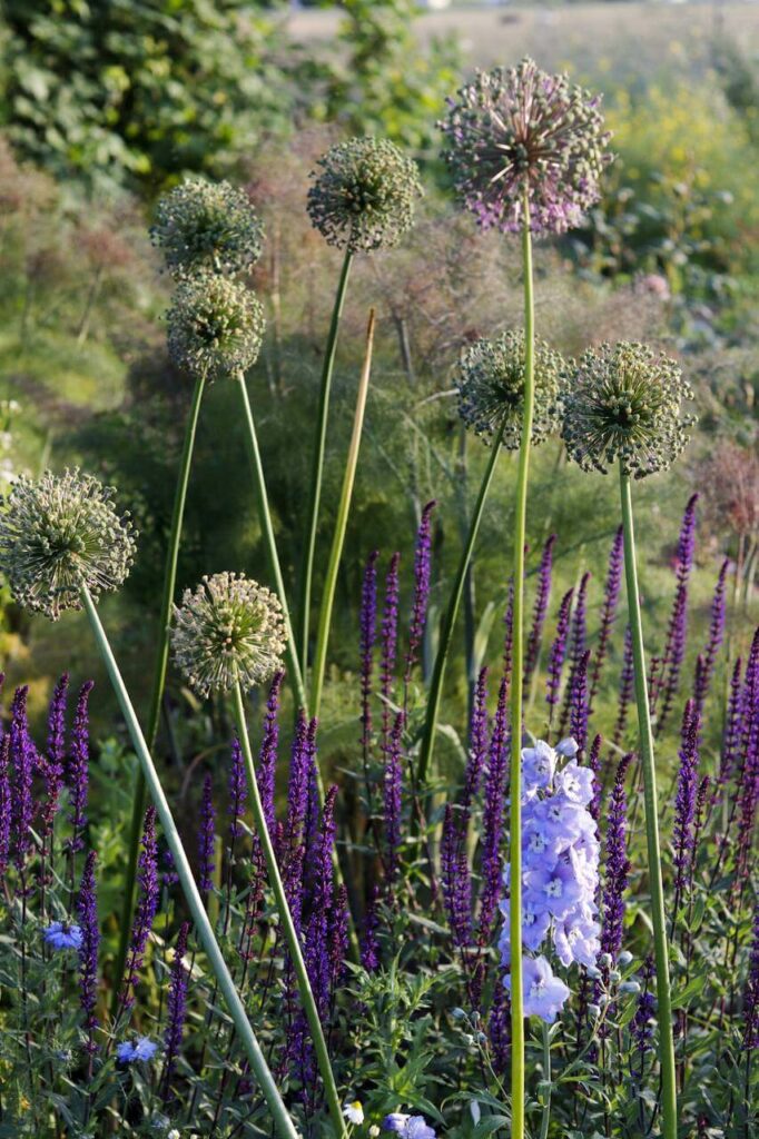 Flowers growing.