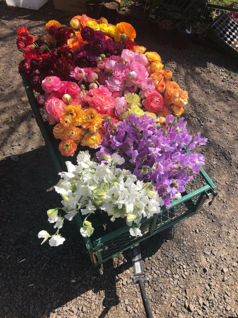 Fresh cut flowers in a basket.