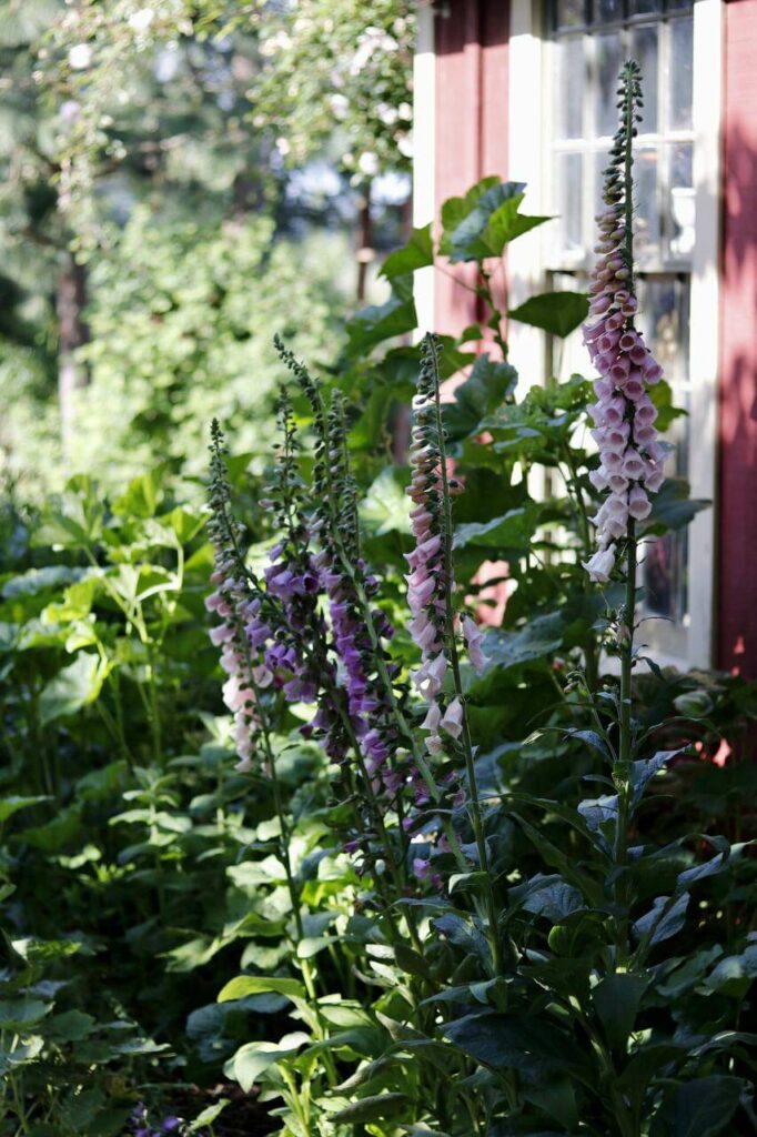 Flowers growing outside a window.