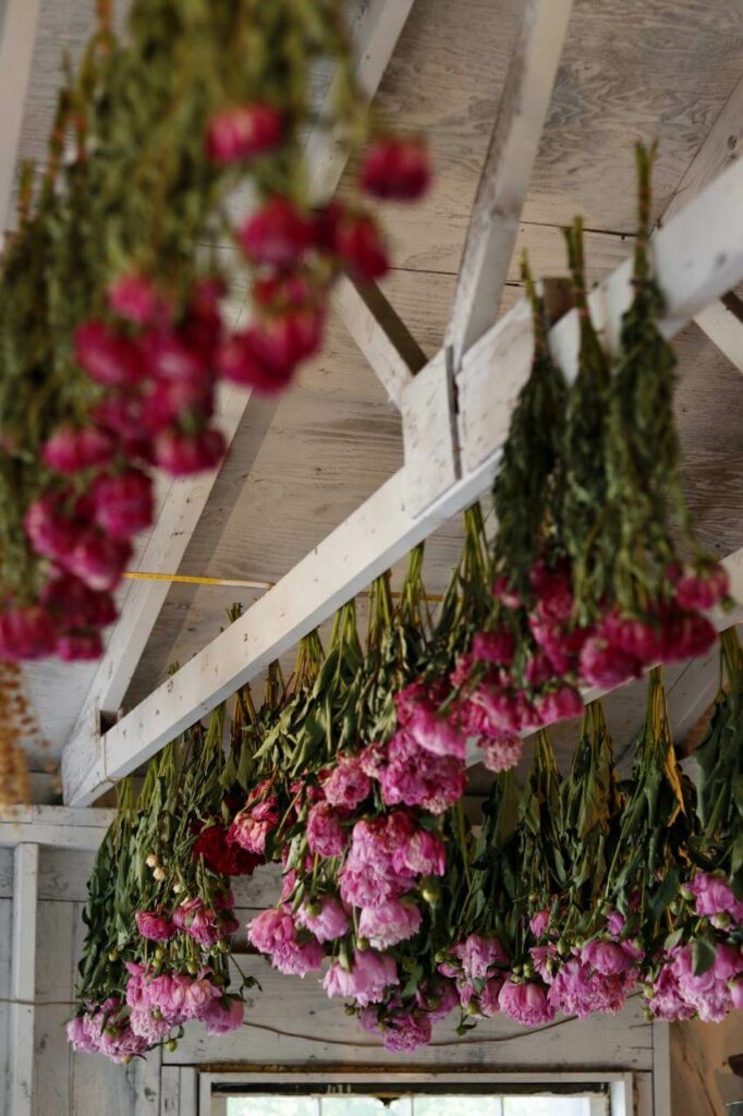 Flowers hanging upside down to dry.