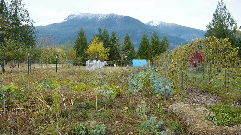 A garden in winter with much of it dead, and a mountain with snow top peaks in the background.