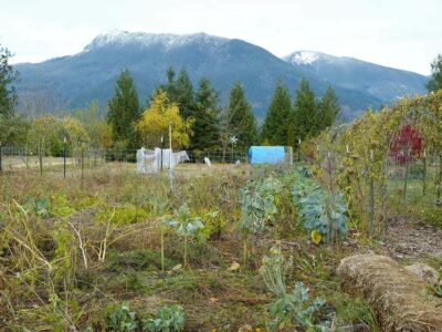 A garden in winter with much of it dead, and a mountain with snow top peaks in the background.