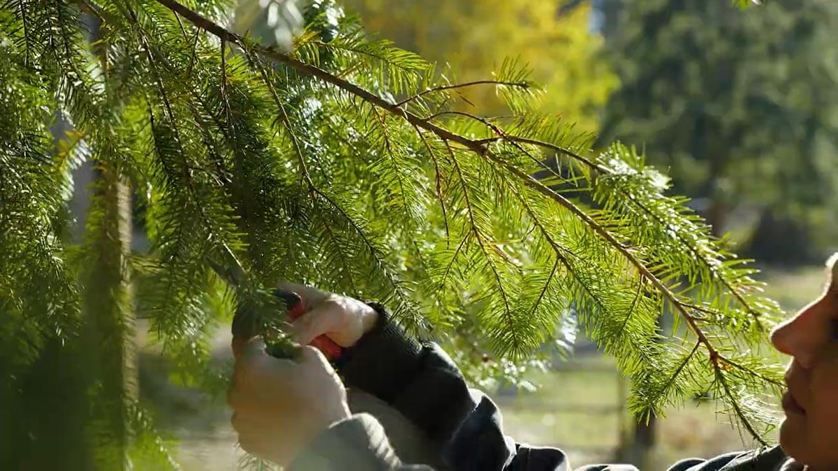 A woman cutting evergreen branches with snips.