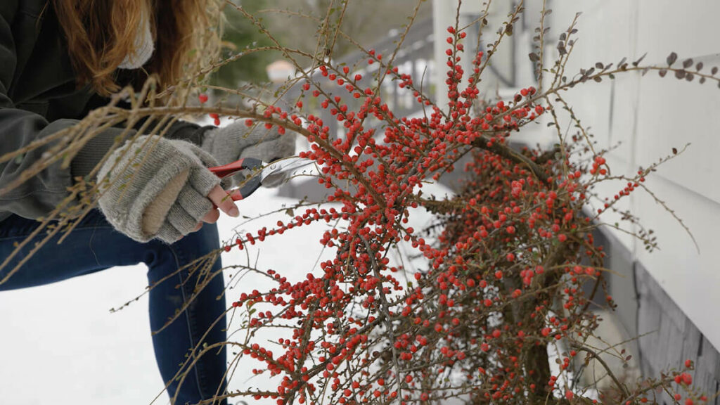 A woman cutting holly berries.