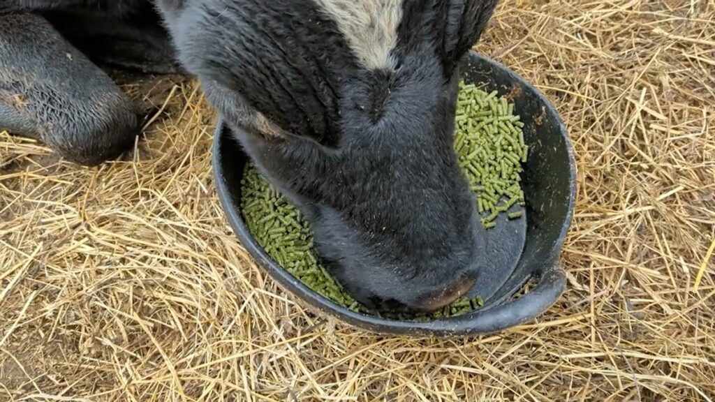 A dairy cow eating alfalfa pellets.