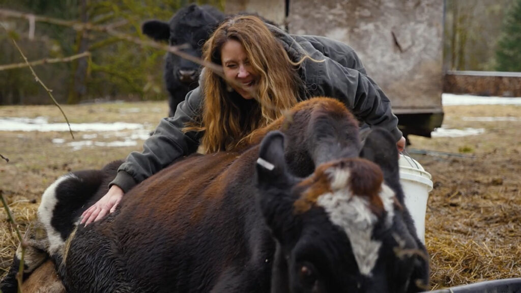 A woman feeling a baby calf kick inside the mama cow.