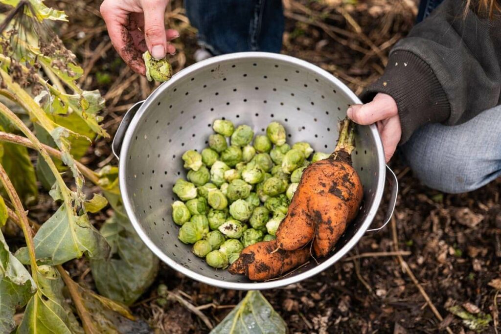 A colander with Brussel sprouts and carrots harvested from the garden.